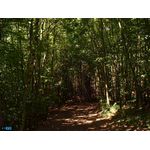 Licht- und Schattenspiel im Wald