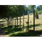 Wildes Wild im Wildpark (wilder Satzbau, gelle?)