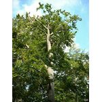 Ein Baum, wie nett..