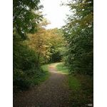 Waldweg