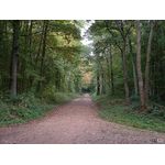 Noch'n Waldweg