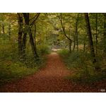 Waldweg III