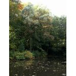 Baum am Weiher Wildpark