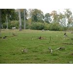 Rehe