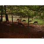 Rehe, die dritte...