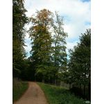 Noch'n gro&szlig;er Baum