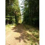 Waldweg, was sonst?