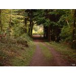 Waldweg, die X-te