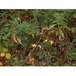 Pilze