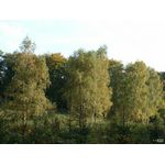 Baumdingenskirchen