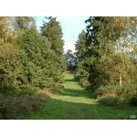 Waldwiese (Herbst Edition)