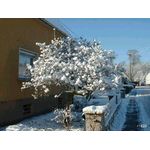 Wer hat die Schneeb&auml;lle auf'm Baum geparkt?