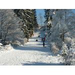 Waldwiese (Winter edition)
