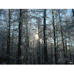 Winterwald