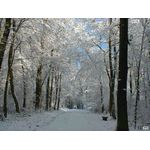 Waldweg Richtung Waldwiese
