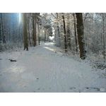 Waldweg Richtung Friedhof