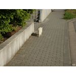 Bl&ouml;des eingebildetes Katzenviech!