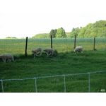 Lammbada!